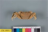 藏品(德氏仿厚蟹)的圖片